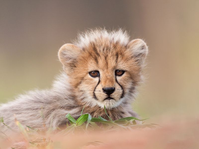 Experience Safari Luxury at Sabi River Sun: Your Gateway to Kruger National Park